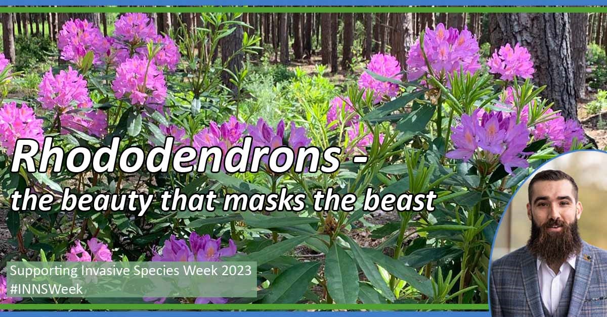Rhododendrons – the beauty that masks the beast 